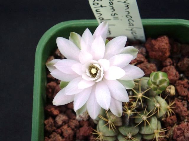 Gymnocalycium_damsii_rotundulum_1